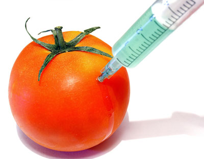 Why does a tomato need genetic modification?